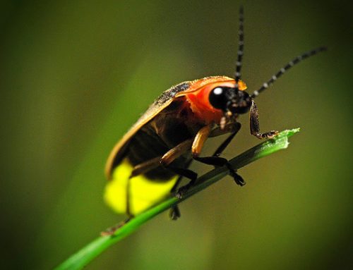 The Magical World of Fireflies