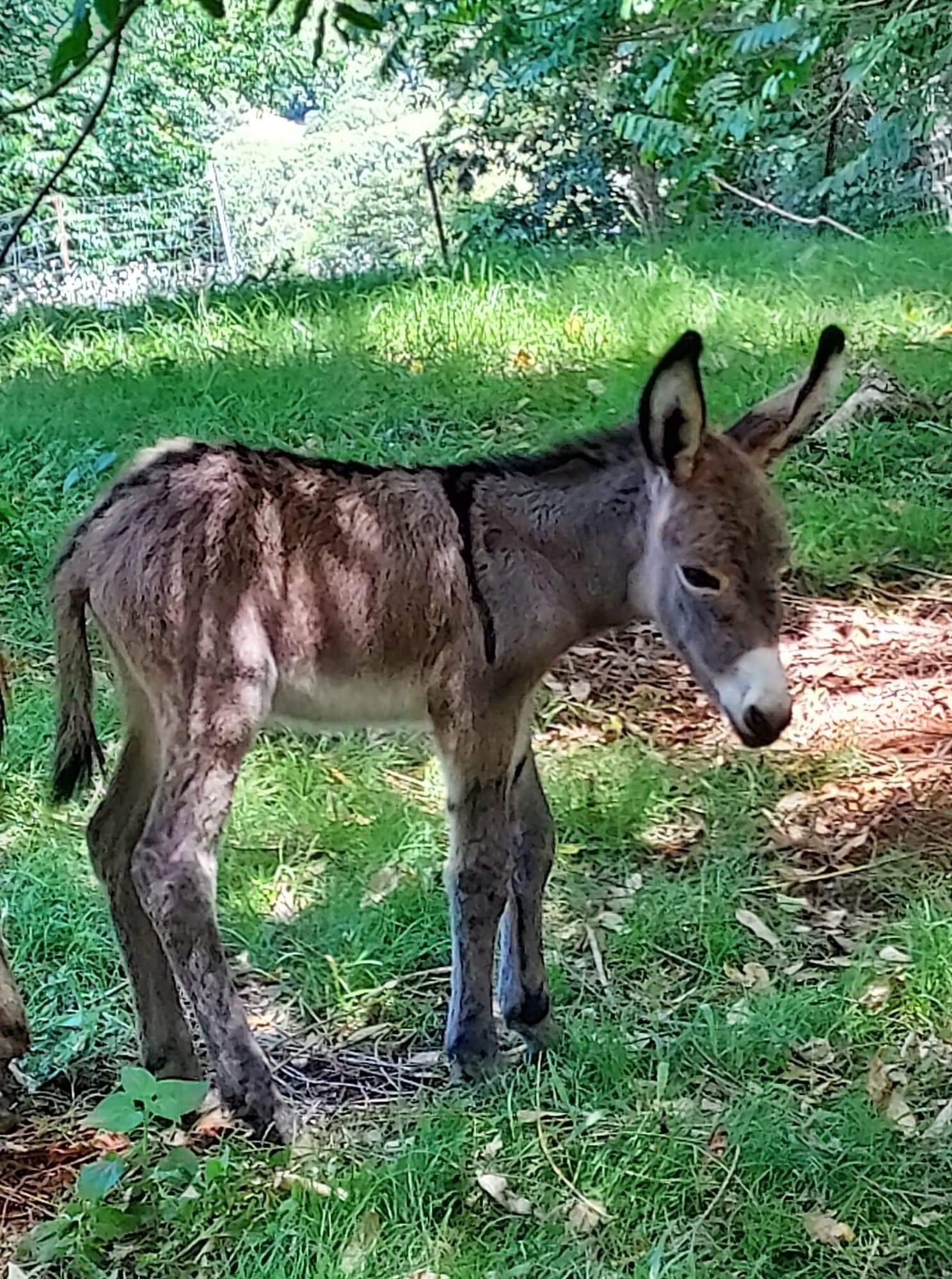 new donkey