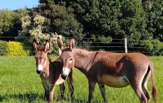 donkeys in grass